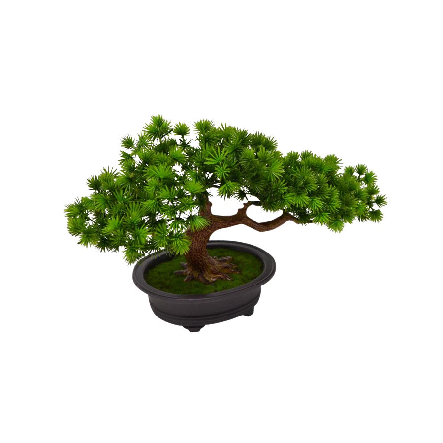 Bonsai Tree - Lighten Up Shop