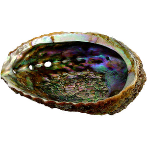 Abalone Shell - Lighten Up Shop